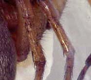 araignées de Corse