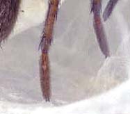 araignées de Corse
