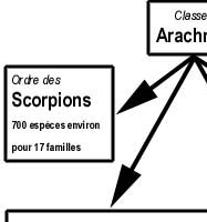 arachnides de Corse