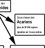 arachnides de Corse