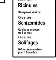 arachnides de Corse